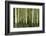 Aspens, Muleshoe, Banff National Park, Alberta, Canada-Michel Hersen-Framed Photographic Print