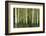 Aspens, Muleshoe, Banff National Park, Alberta, Canada-Michel Hersen-Framed Photographic Print