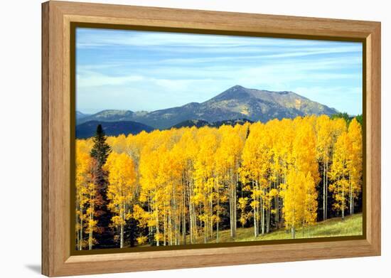 Aspens of Autumn I-Douglas Taylor-Framed Premier Image Canvas