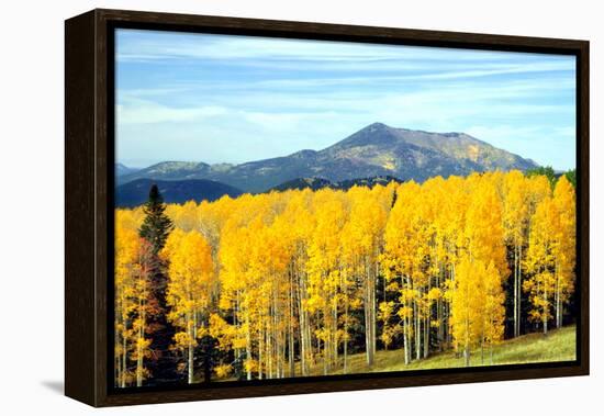 Aspens of Autumn I-Douglas Taylor-Framed Premier Image Canvas