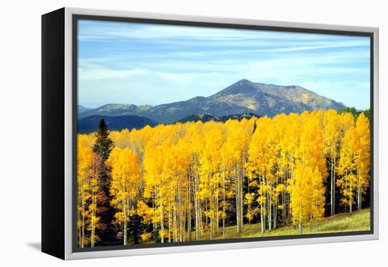 Aspens of Autumn I-Douglas Taylor-Framed Premier Image Canvas