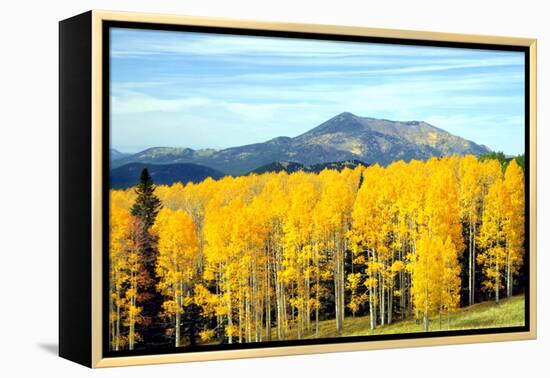 Aspens of Autumn I-Douglas Taylor-Framed Premier Image Canvas