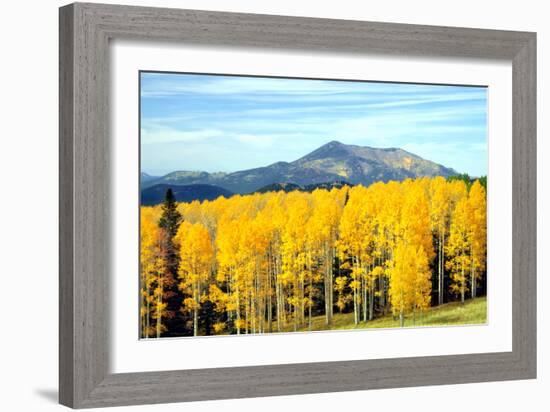 Aspens of Autumn I-Douglas Taylor-Framed Photographic Print