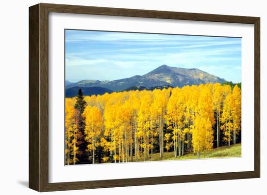 Aspens of Autumn I-Douglas Taylor-Framed Photographic Print