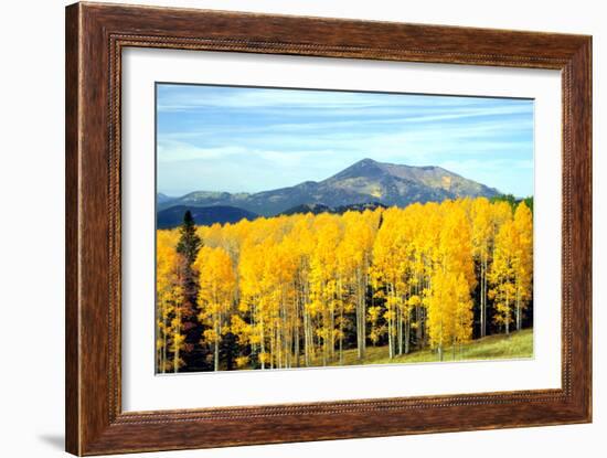 Aspens of Autumn I-Douglas Taylor-Framed Photographic Print