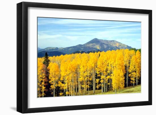 Aspens of Autumn I-Douglas Taylor-Framed Photographic Print