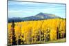 Aspens of Autumn I-Douglas Taylor-Mounted Photographic Print