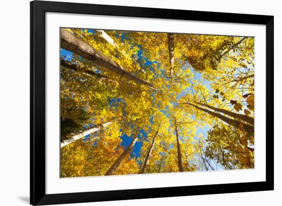 Aspens on the Canon Brook Trail-Michael Hudson-Framed Art Print