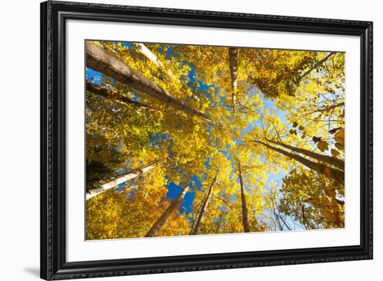 Aspens on the Canon Brook Trail-Michael Hudson-Framed Art Print