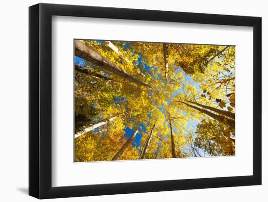 Aspens on the Canon Brook Trail-Michael Hudson-Framed Art Print