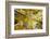 Aspens on the Canon Brook Trail-Michael Hudson-Framed Art Print