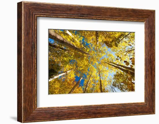 Aspens on the Canon Brook Trail-Michael Hudson-Framed Art Print