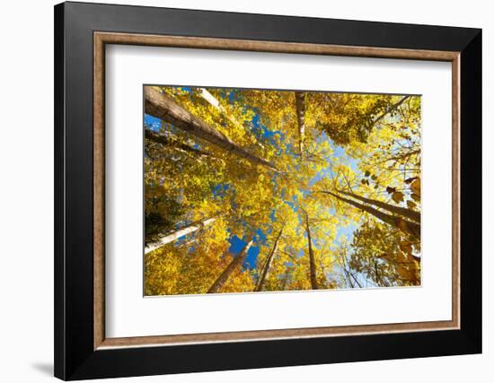 Aspens on the Canon Brook Trail-Michael Hudson-Framed Art Print