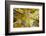 Aspens on the Canon Brook Trail-Michael Hudson-Framed Art Print