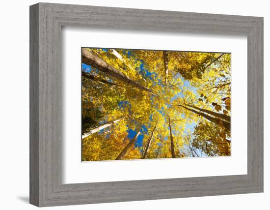 Aspens on the Canon Brook Trail-Michael Hudson-Framed Art Print