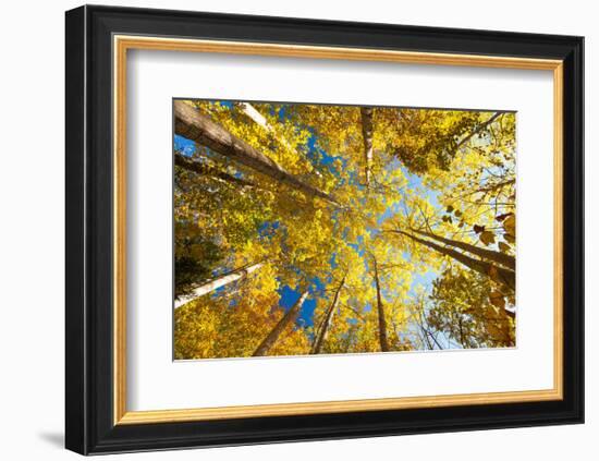 Aspens on the Canon Brook Trail-Michael Hudson-Framed Art Print