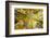 Aspens on the Canon Brook Trail-Michael Hudson-Framed Art Print