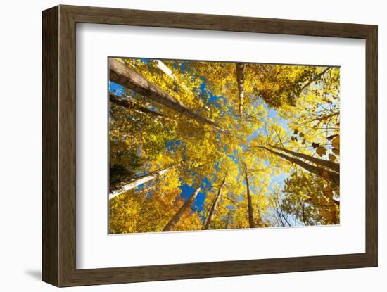 Aspens on the Canon Brook Trail-Michael Hudson-Framed Art Print