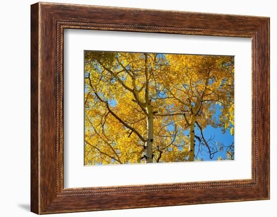 Aspens on the Tom Blake Trail, Colorado.-Mallorie Ostrowitz-Framed Photographic Print