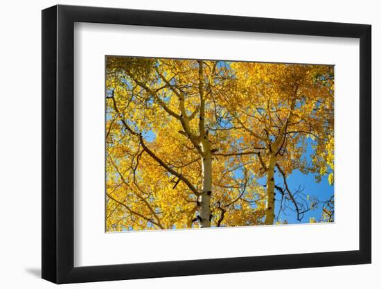 Aspens on the Tom Blake Trail, Colorado.-Mallorie Ostrowitz-Framed Photographic Print