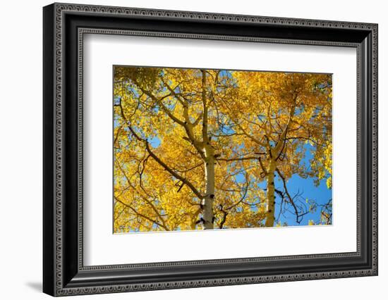 Aspens on the Tom Blake Trail, Colorado.-Mallorie Ostrowitz-Framed Photographic Print