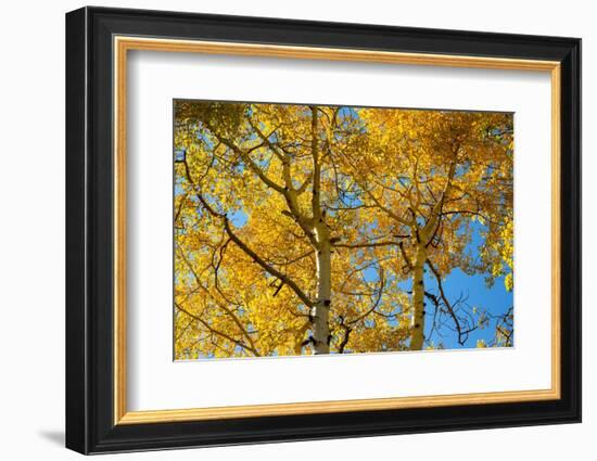 Aspens on the Tom Blake Trail, Colorado.-Mallorie Ostrowitz-Framed Photographic Print