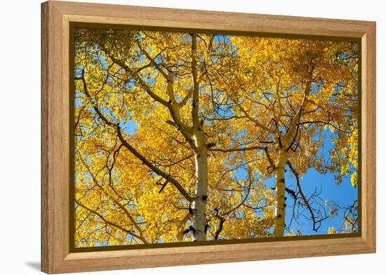 Aspens on the Tom Blake Trail, Colorado.-Mallorie Ostrowitz-Framed Premier Image Canvas