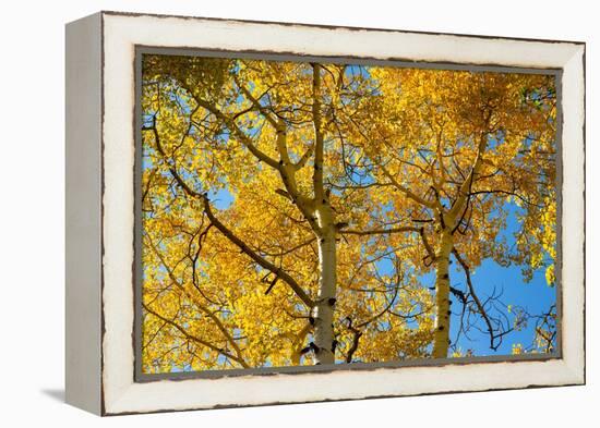 Aspens on the Tom Blake Trail, Colorado.-Mallorie Ostrowitz-Framed Premier Image Canvas