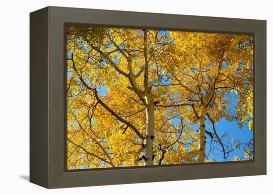 Aspens on the Tom Blake Trail, Colorado.-Mallorie Ostrowitz-Framed Premier Image Canvas