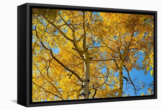 Aspens on the Tom Blake Trail, Colorado.-Mallorie Ostrowitz-Framed Premier Image Canvas