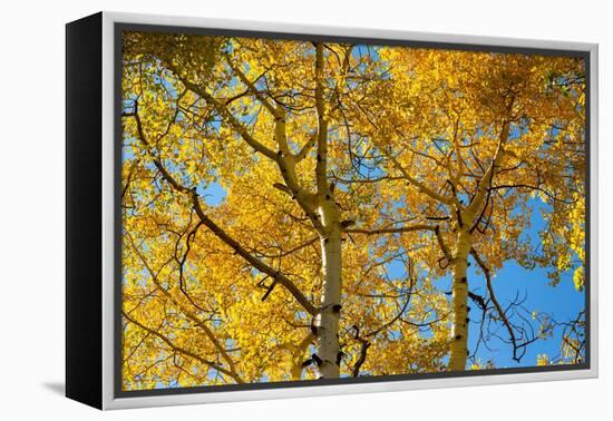 Aspens on the Tom Blake Trail, Colorado.-Mallorie Ostrowitz-Framed Premier Image Canvas