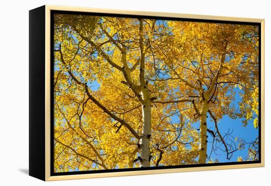 Aspens on the Tom Blake Trail, Colorado.-Mallorie Ostrowitz-Framed Premier Image Canvas