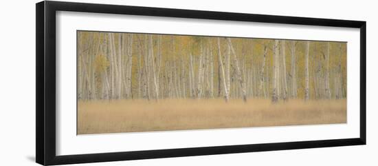 Aspens Panorama-Dan Ballard-Framed Photographic Print