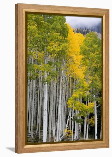 Aspens (Populus Tremuloides), Autumn, Sevier Plateau, Utah, USA-Scott T^ Smith-Framed Premier Image Canvas