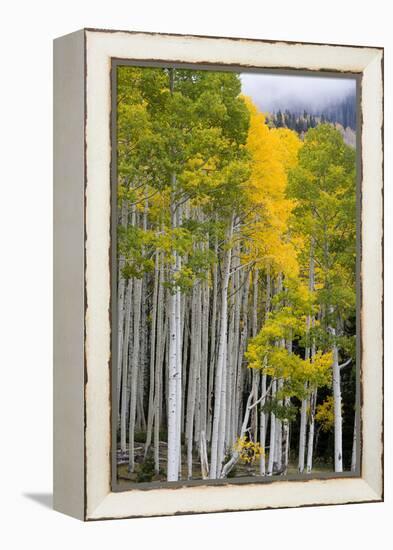 Aspens (Populus Tremuloides), Autumn, Sevier Plateau, Utah, USA-Scott T^ Smith-Framed Premier Image Canvas