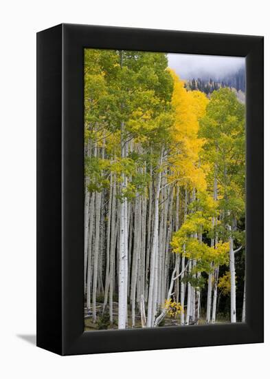 Aspens (Populus Tremuloides), Autumn, Sevier Plateau, Utah, USA-Scott T^ Smith-Framed Premier Image Canvas