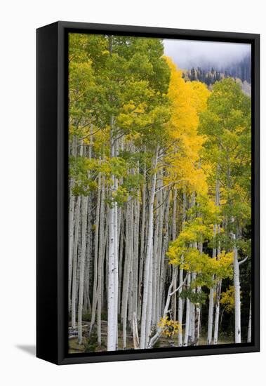 Aspens (Populus Tremuloides), Autumn, Sevier Plateau, Utah, USA-Scott T^ Smith-Framed Premier Image Canvas