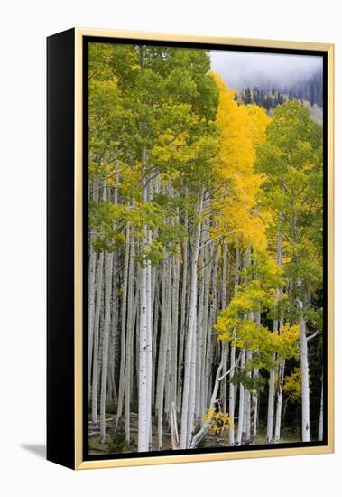 Aspens (Populus Tremuloides), Autumn, Sevier Plateau, Utah, USA-Scott T^ Smith-Framed Premier Image Canvas