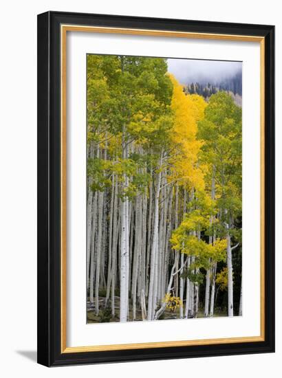 Aspens (Populus Tremuloides), Autumn, Sevier Plateau, Utah, USA-Scott T^ Smith-Framed Photographic Print