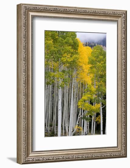 Aspens (Populus Tremuloides), Autumn, Sevier Plateau, Utah, USA-Scott T^ Smith-Framed Photographic Print