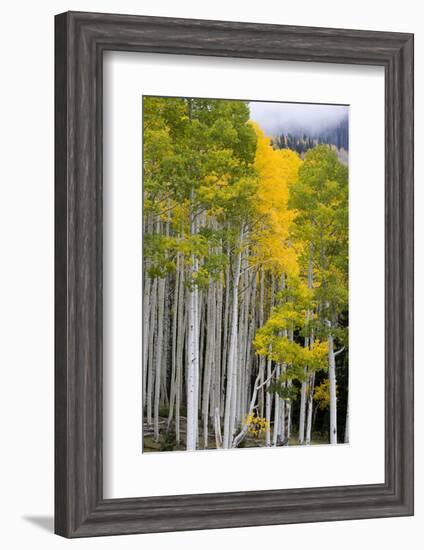 Aspens (Populus Tremuloides), Autumn, Sevier Plateau, Utah, USA-Scott T^ Smith-Framed Photographic Print