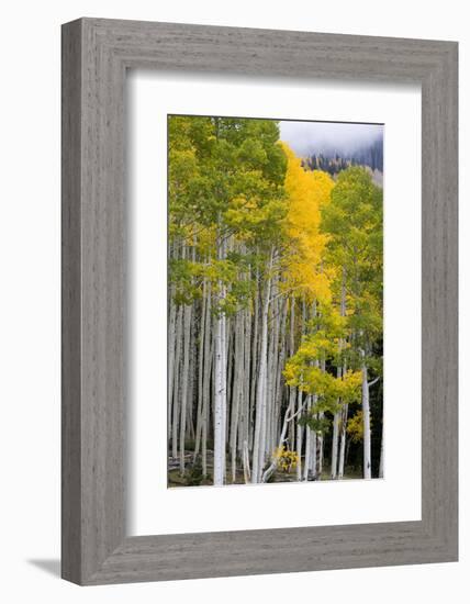 Aspens (Populus Tremuloides), Autumn, Sevier Plateau, Utah, USA-Scott T^ Smith-Framed Photographic Print