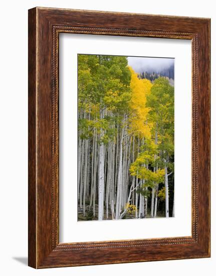 Aspens (Populus Tremuloides), Autumn, Sevier Plateau, Utah, USA-Scott T^ Smith-Framed Photographic Print