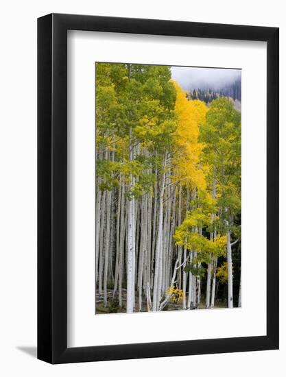 Aspens (Populus Tremuloides), Autumn, Sevier Plateau, Utah, USA-Scott T^ Smith-Framed Photographic Print