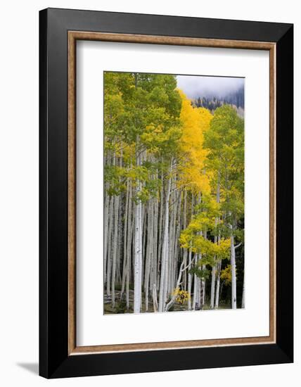 Aspens (Populus Tremuloides), Autumn, Sevier Plateau, Utah, USA-Scott T^ Smith-Framed Photographic Print