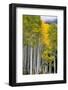 Aspens (Populus Tremuloides), Autumn, Sevier Plateau, Utah, USA-Scott T^ Smith-Framed Photographic Print