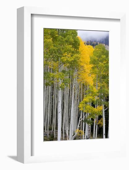 Aspens (Populus Tremuloides), Autumn, Sevier Plateau, Utah, USA-Scott T^ Smith-Framed Photographic Print