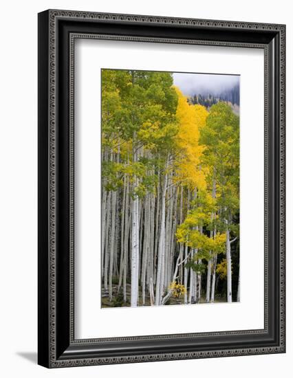 Aspens (Populus Tremuloides), Autumn, Sevier Plateau, Utah, USA-Scott T^ Smith-Framed Photographic Print