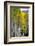 Aspens (Populus Tremuloides), Autumn, Sevier Plateau, Utah, USA-Scott T^ Smith-Framed Photographic Print