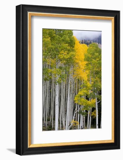 Aspens (Populus Tremuloides), Autumn, Sevier Plateau, Utah, USA-Scott T^ Smith-Framed Photographic Print